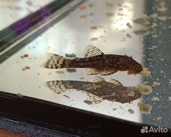 Анциструс сомик 4 мес