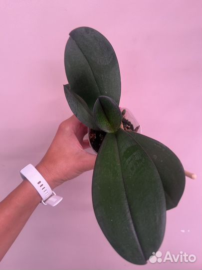 Орхидея FM 339