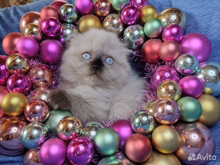 Котята колор поинт