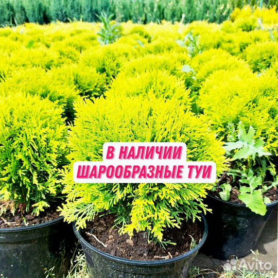Саженцы туи из голландского черенка с гарантией