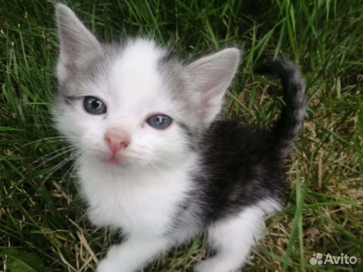 Котенок