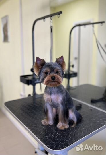 Обучение грумингу