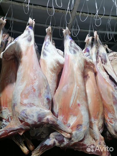 Мясо от производителя, говядина, бара