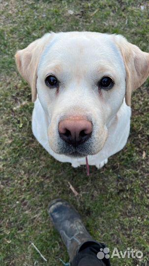 Вязка Лабрадор