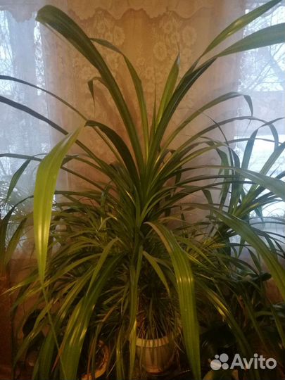 Пальма панданус