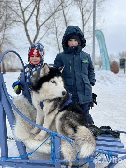 Хаски