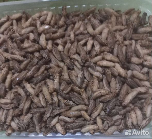 Сверчки домовые