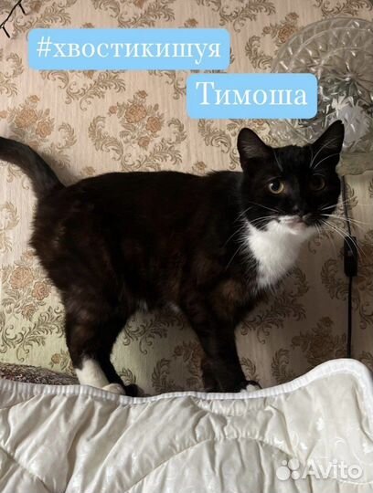 Кот в добрве руки