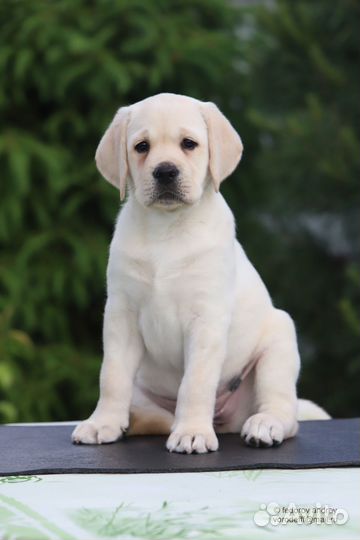 Лабрадора щенки