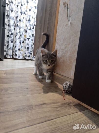 Котенок
