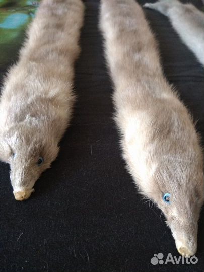 Шкурки животного норка