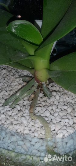 Четыре белых цветущих орхидеи