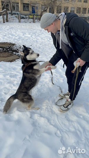 Отдам бесплатно хаски в добрые руки