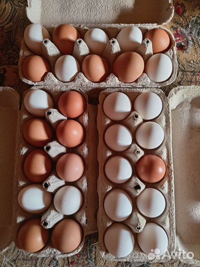 Домашние куриные яйца