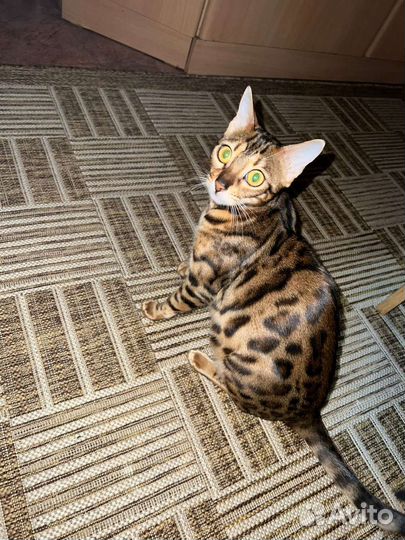 Бенгальские котята