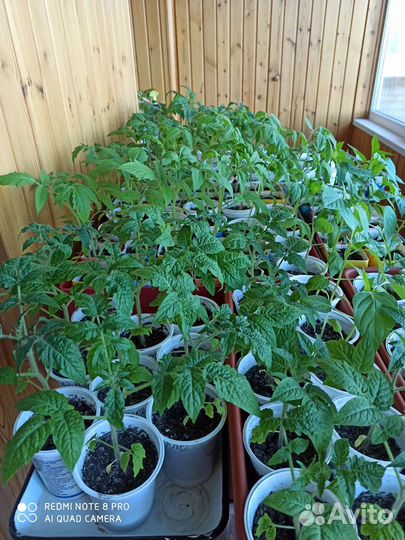 Рассада перцев, помидор (томатов, томаты)