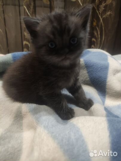 Британский котёнок