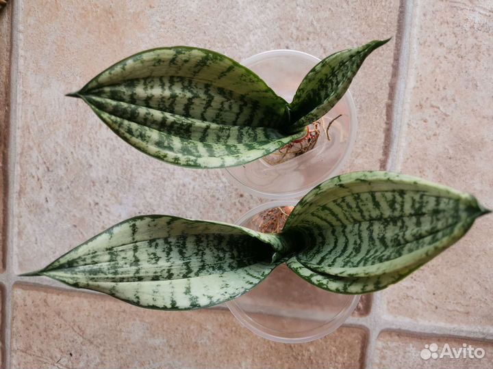 Сансевиерия Каспер, Ева, Муншайн