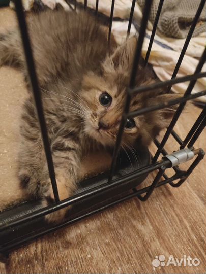 Котята в дар