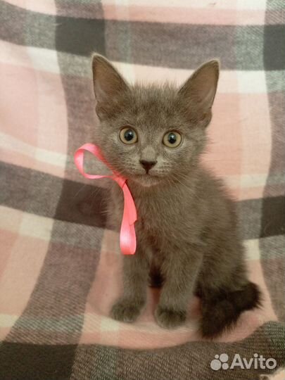 Котята ищут дом
