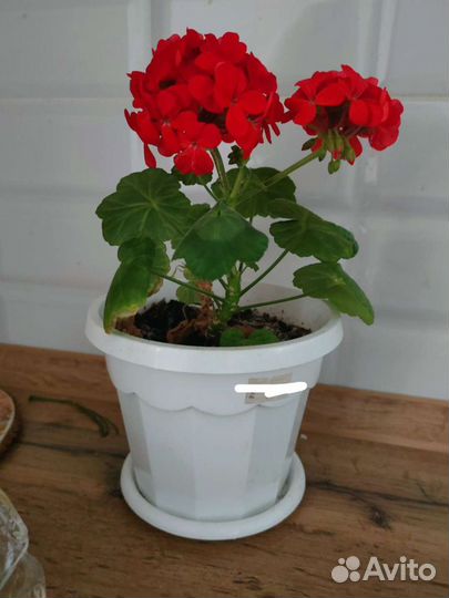 Герань пеларгония