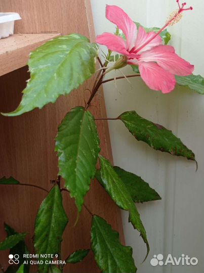 Гибискус, декабрист