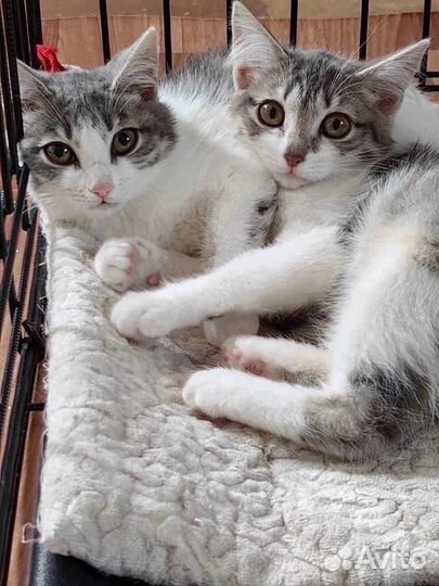 Малышки сестрички