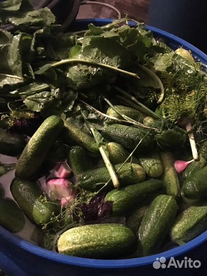 Соленые огурцы