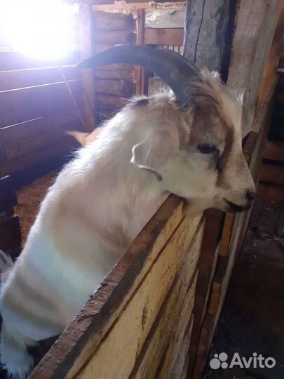 Козел альпийский