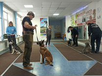 Дрессировка собак в Тольятти. Кинолог. окд зкс угс