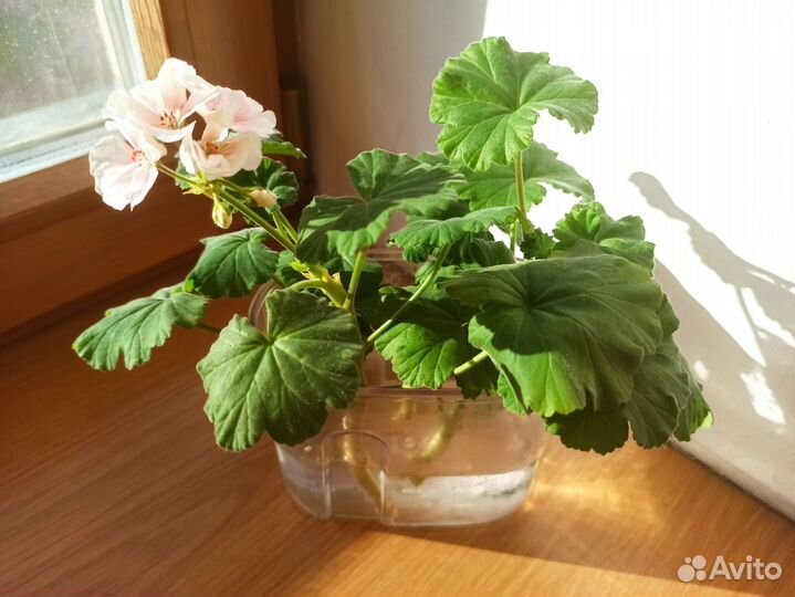 Пеларгония