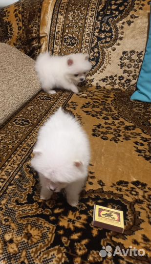 Щенки шпица