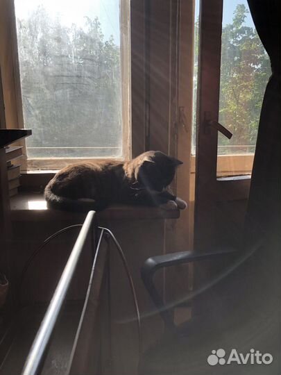 Возьму котика в передержку