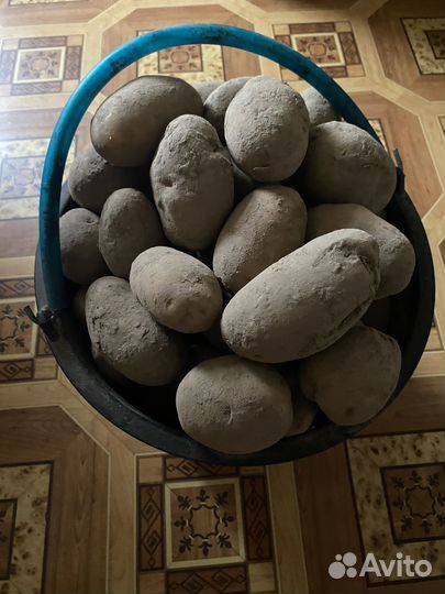Картошка