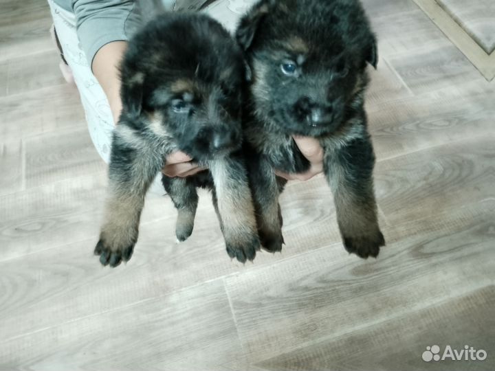 Немецкая овчарка