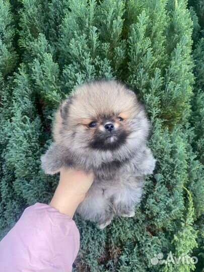 Мини Мишка мальчик Померанский шпиц