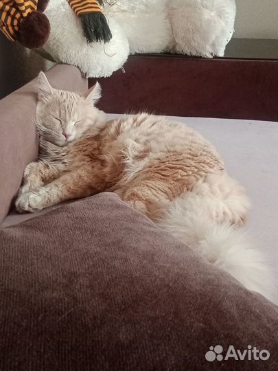 Пропал кот Просим содействия в поисках