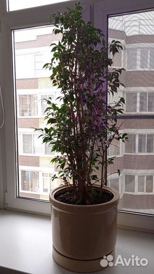 Фикус бенджамина