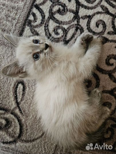 Сиамские котята мальчики