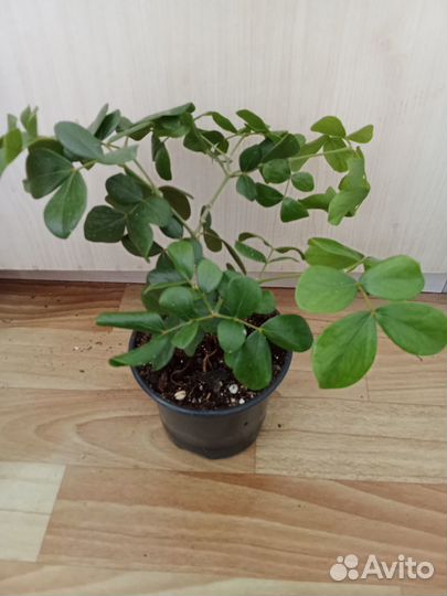 Редкие экзотические растения