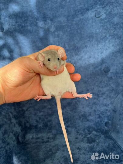 Крысы дамбо. Большой выбор