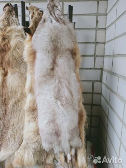 Шкуры лисы и песца