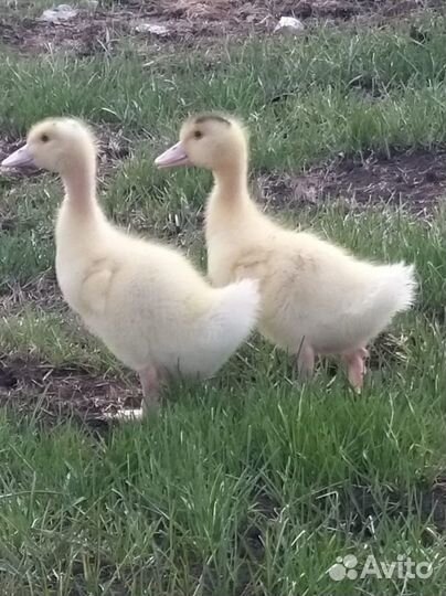 Куры Молодки Несушки