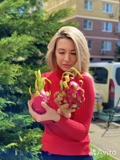 Питахайя (драгонфрут) экзотический фрукт питахая