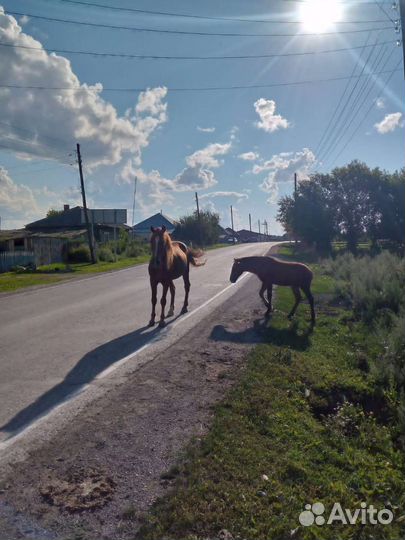 Сельское хозяйство