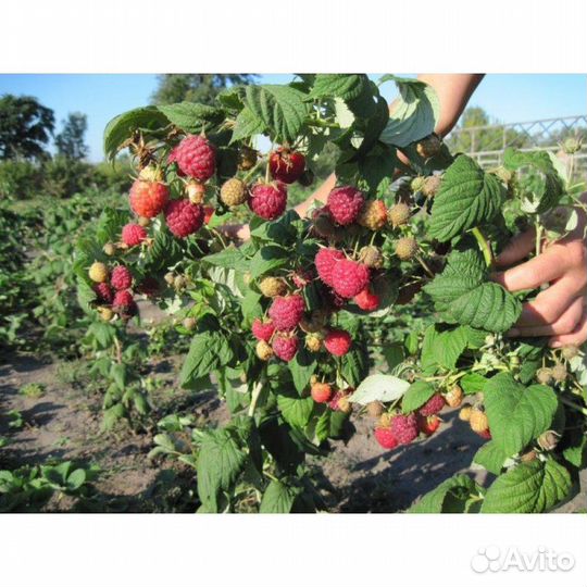 Продам малиновые деревья