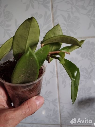 Хойя карноза