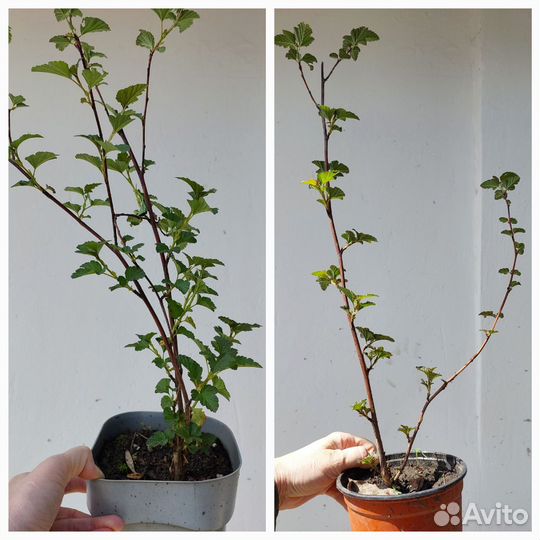 Пузыреплодник