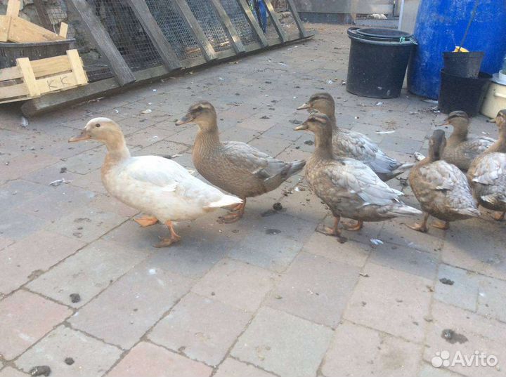 Дикая утка кряква