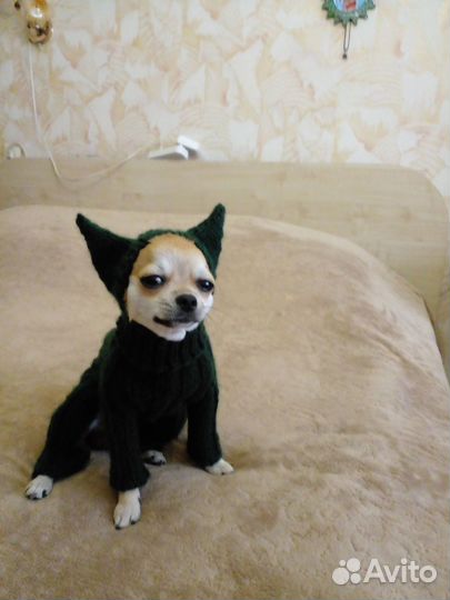 Вязание на заказ для Чехуахуа